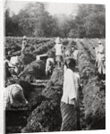 Preparing irrigation channels at a sugar plantation, Java, Dutch East Indies by Anonymous