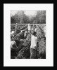 Preparing irrigation channels at a sugar plantation, Java, Dutch East Indies by Anonymous