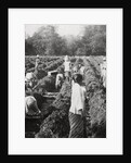 Preparing irrigation channels at a sugar plantation, Java, Dutch East Indies by Anonymous