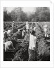 Preparing irrigation channels at a sugar plantation, Java, Dutch East Indies by Anonymous