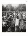 Preparing irrigation channels at a sugar plantation, Java, Dutch East Indies by Anonymous