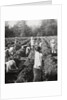 Preparing irrigation channels at a sugar plantation, Java, Dutch East Indies by Anonymous