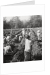 Preparing irrigation channels at a sugar plantation, Java, Dutch East Indies by Anonymous