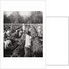 Preparing irrigation channels at a sugar plantation, Java, Dutch East Indies by Anonymous