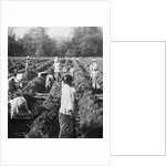 Preparing irrigation channels at a sugar plantation, Java, Dutch East Indies by Anonymous