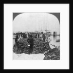 Sponge market, Key West harbour, Florida by Keystone View Company