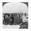 Sponge market, Key West harbour, Florida by Keystone View Company