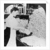 Weighing and sorting raw silk skeins, South Manchester, Connecticut, USA by Keystone View Company