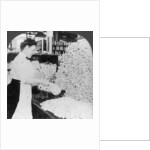 Weighing and sorting raw silk skeins, South Manchester, Connecticut, USA by Keystone View Company