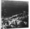 Charred bodies of the crew of a Zeppelin shot down over Billericay, Essex, World War I by Realistic Travels Publishers