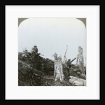 Assault in Trones Wood, Somme, France, World War I by Realistic Travels Publishers