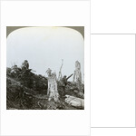 Assault in Trones Wood, Somme, France, World War I by Realistic Travels Publishers