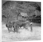 Threshing rice, Amarapura, Burma by Stereo Travel Co