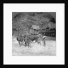 Threshing rice, Amarapura, Burma by Stereo Travel Co