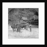 Threshing rice, Amarapura, Burma by Stereo Travel Co