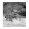 Threshing rice, Amarapura, Burma by Stereo Travel Co