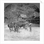 Threshing rice, Amarapura, Burma by Stereo Travel Co