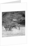 Threshing rice, Amarapura, Burma by Stereo Travel Co