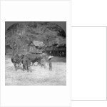 Threshing rice, Amarapura, Burma by Stereo Travel Co