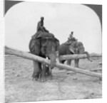 Elephants working in a lumber yard, Rangoon, Burma by Stereo Travel Co