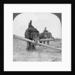 Elephants working in a lumber yard, Rangoon, Burma by Stereo Travel Co