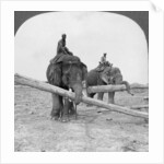 Elephants working in a lumber yard, Rangoon, Burma by Stereo Travel Co
