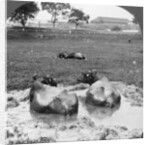 Buffalo 'wallow', Burma by Stereo Travel Co