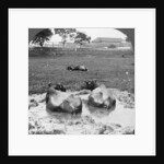 Buffalo 'wallow', Burma by Stereo Travel Co