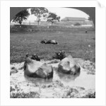 Buffalo 'wallow', Burma by Stereo Travel Co