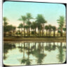 Palm trees reflected in water, India by Anonymous