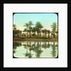 Palm trees reflected in water, India by Anonymous