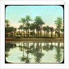 Palm trees reflected in water, India by Anonymous
