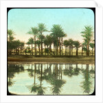 Palm trees reflected in water, India by Anonymous