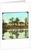 Palm trees reflected in water, India by Anonymous