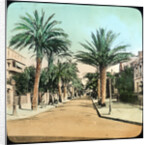 Avenue of Palms, Hyeres, France by Anonymous