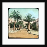 Avenue of Palms, Hyeres, France by Anonymous