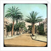 Avenue of Palms, Hyeres, France by Anonymous