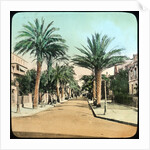 Avenue of Palms, Hyeres, France by Anonymous