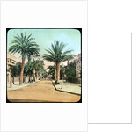 Avenue of Palms, Hyeres, France by Anonymous