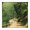 The Mall Road, Simla, India by Anonymous