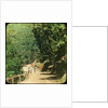 The Mall Road, Simla, India by Anonymous