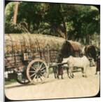 Native bullock cart, Ceylon by Anonymous