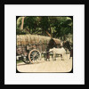 Native bullock cart, Ceylon by Anonymous