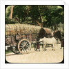 Native bullock cart, Ceylon by Anonymous