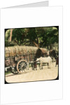 Native bullock cart, Ceylon by Anonymous