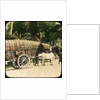 Native bullock cart, Ceylon by Anonymous