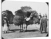 Camels carrying fodder, Egypt by Newton & Co