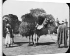 Camels carrying fodder, Egypt by Newton & Co