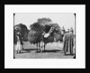 Camels carrying fodder, Egypt by Newton & Co