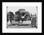Camels carrying fodder, Egypt by Newton & Co